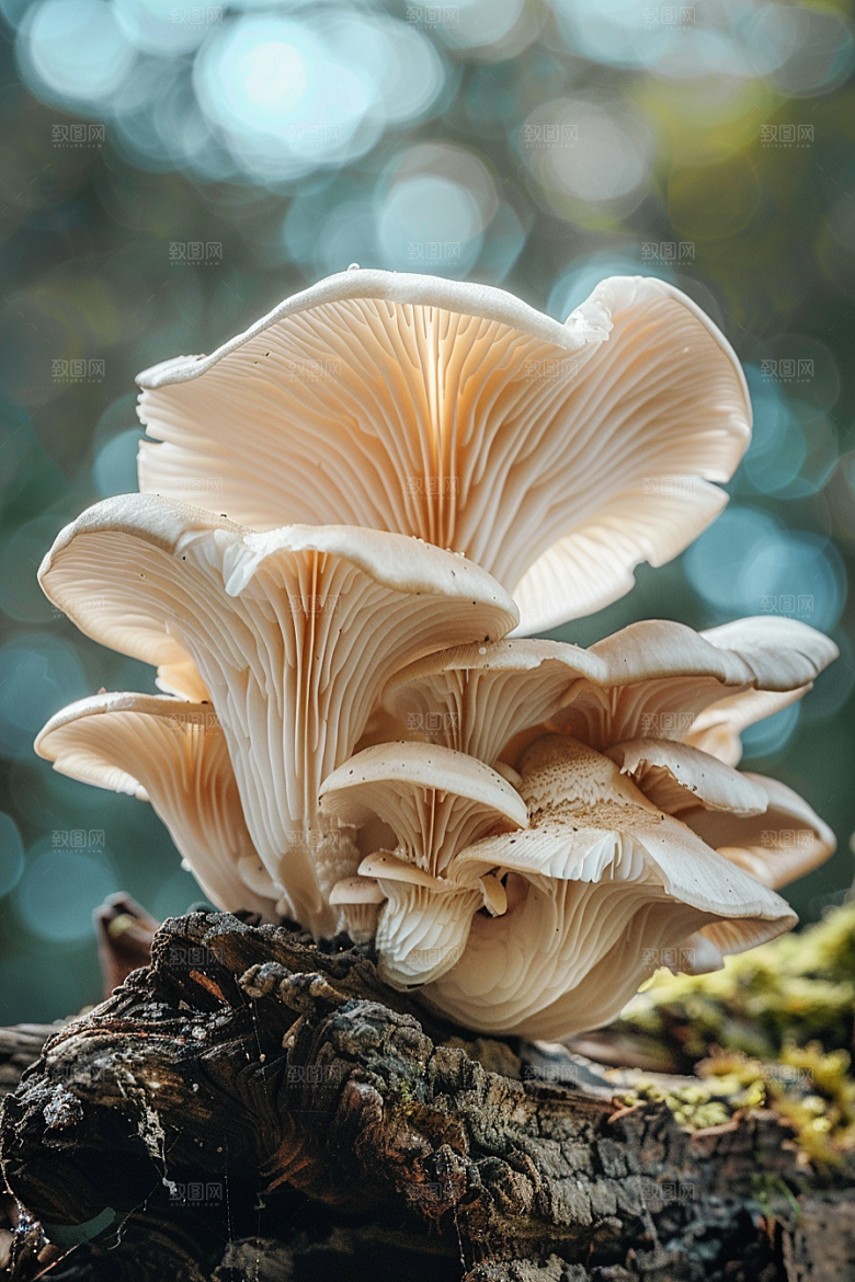 蘑菇新鲜云南摄影图