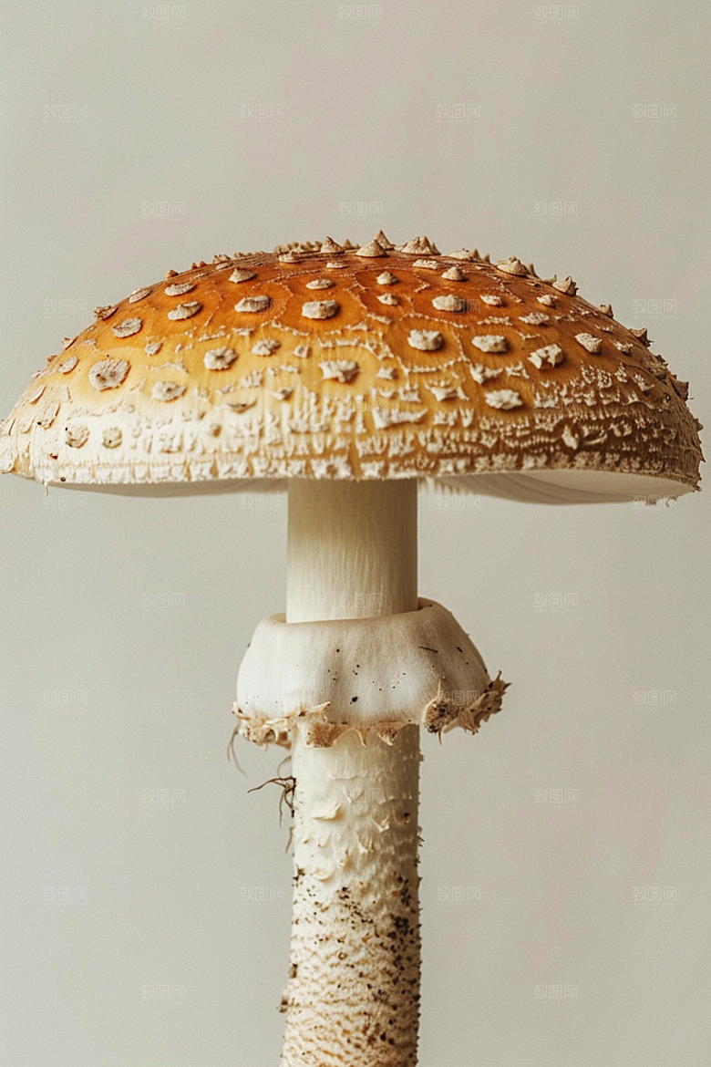 蘑菇自然鲜美摄影图
