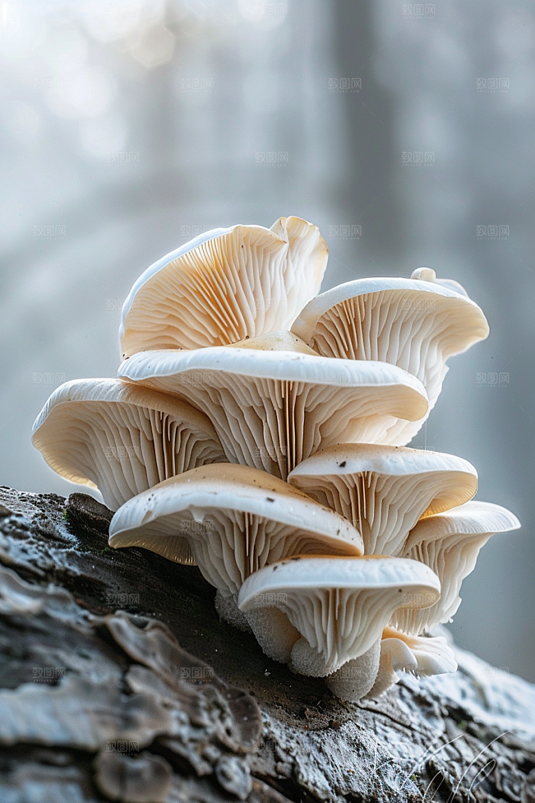 蘑菇鲜美自然摄影图