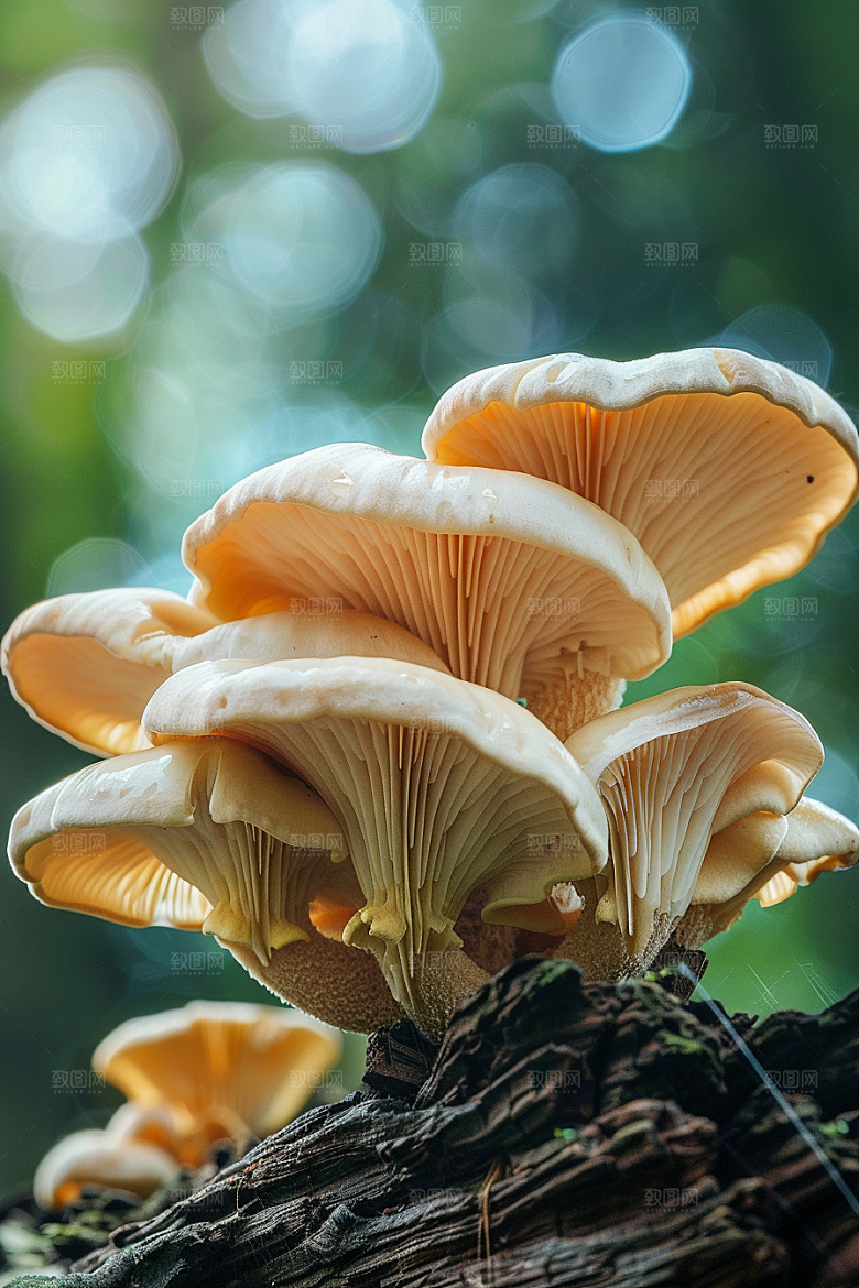 蘑菇雨后高清摄影图
