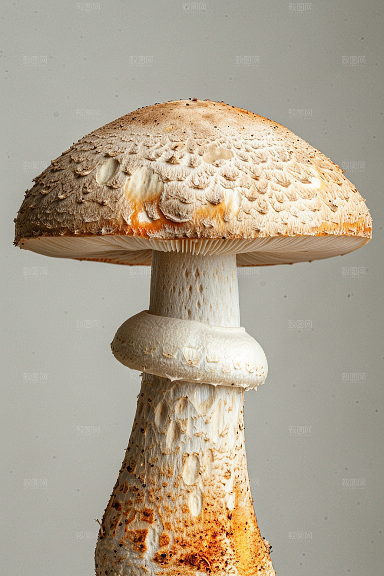 蘑菇新鲜美味摄影图