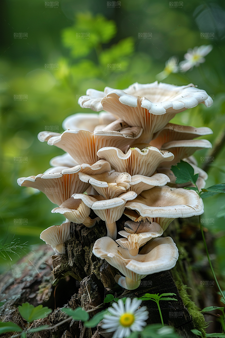 蘑菇清新新鲜摄影图
