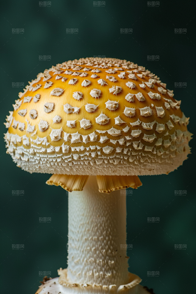 蘑菇雨后菌菇摄影图