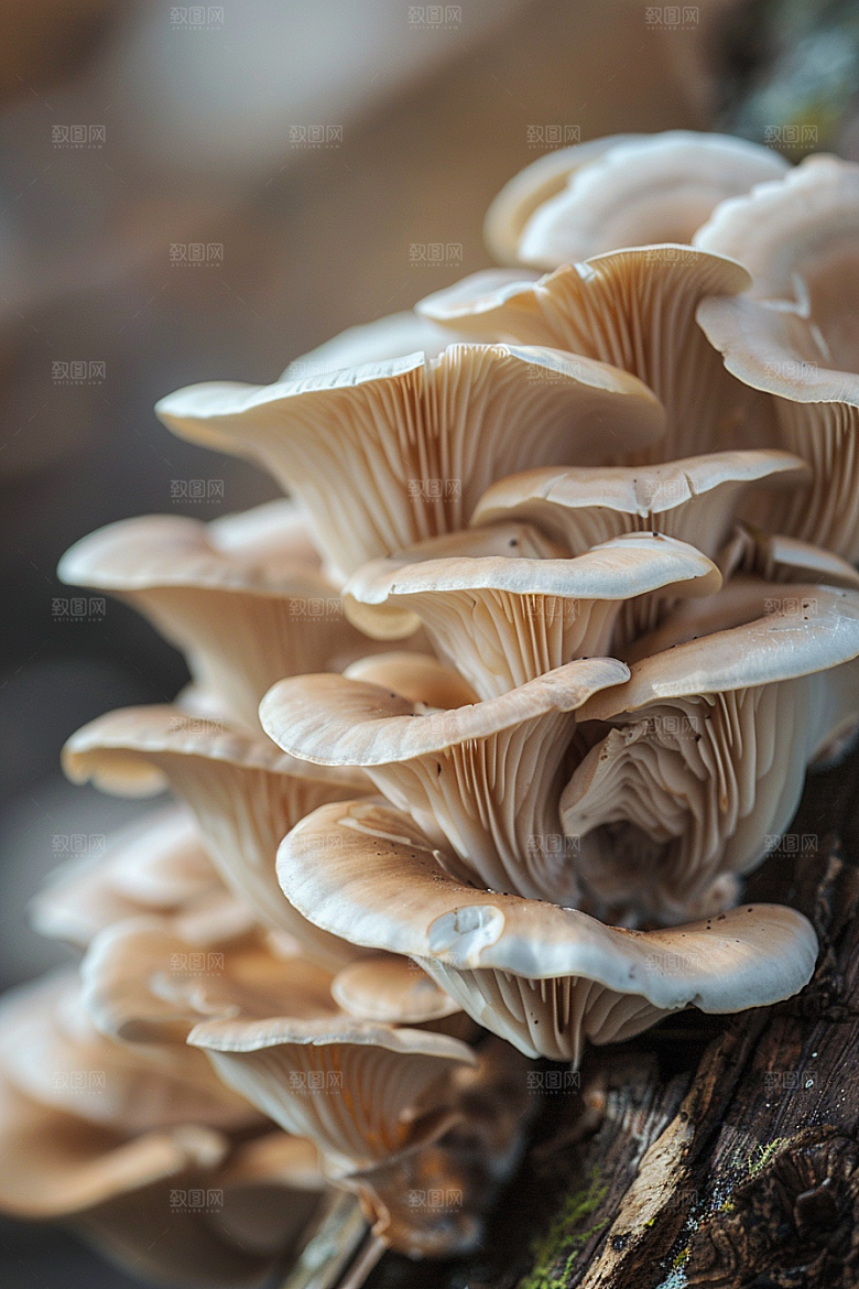 蘑菇自然清新摄影图