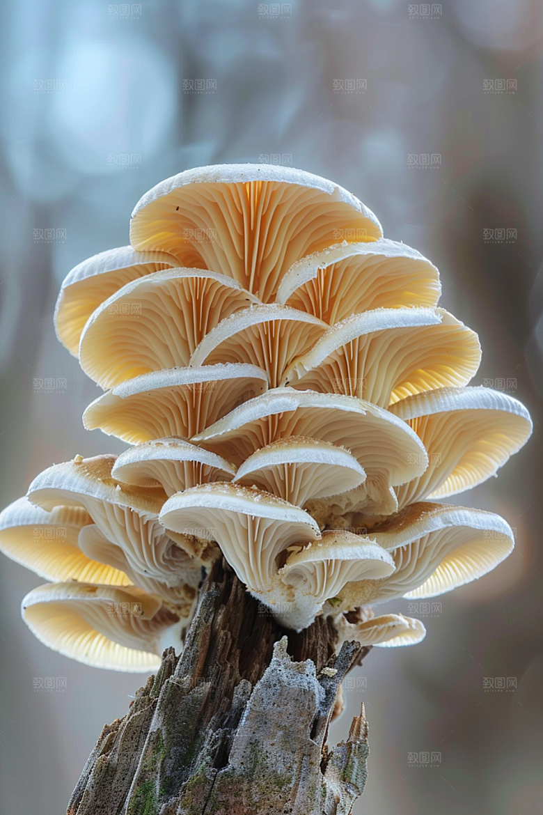 蘑菇自然美味摄影图