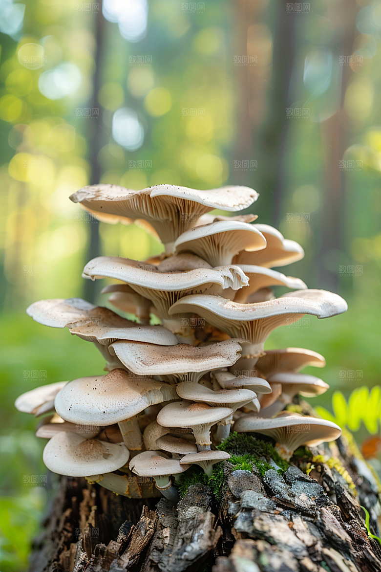 蘑菇山珍菌子摄影图