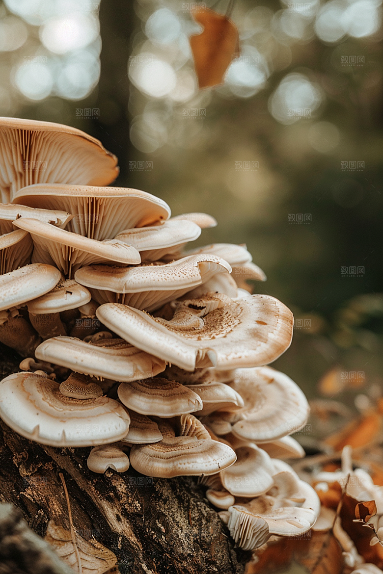 蘑菇山珍雨后摄影图