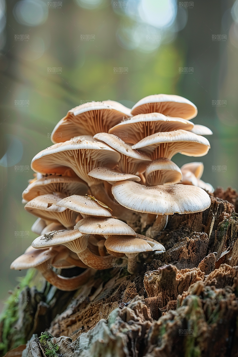 蘑菇食材菌菇摄影图