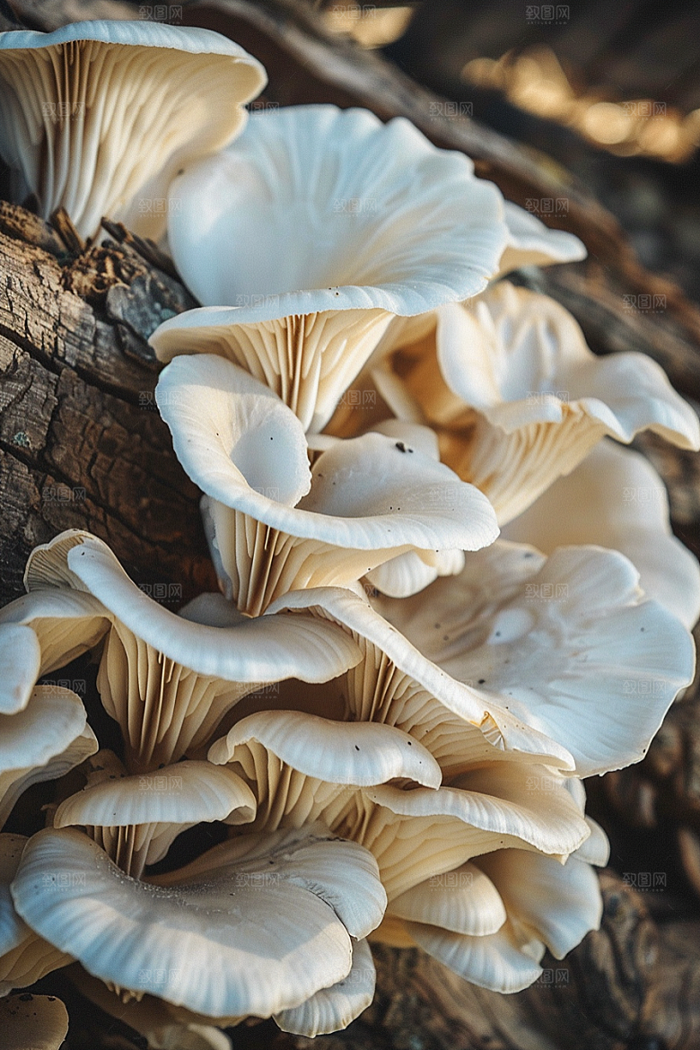 蘑菇自然树林摄影图