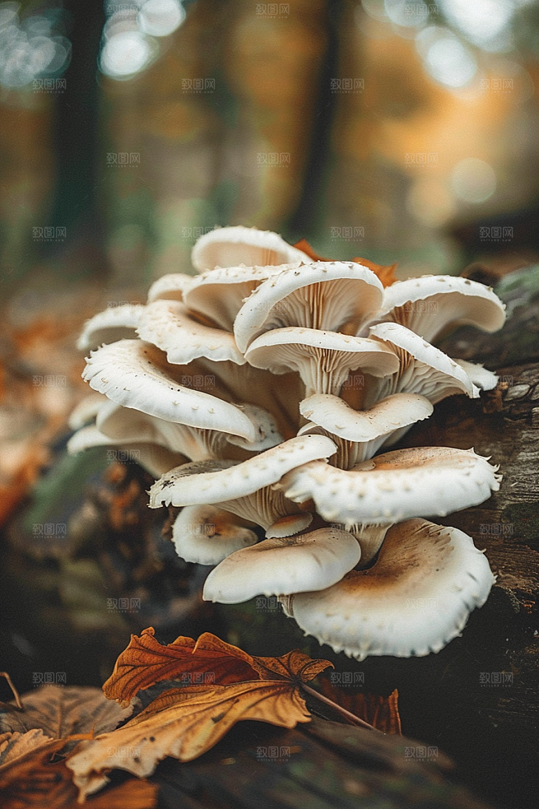 蘑菇树林清新摄影图