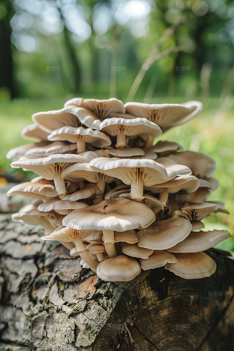 蘑菇雨后山珍摄影图