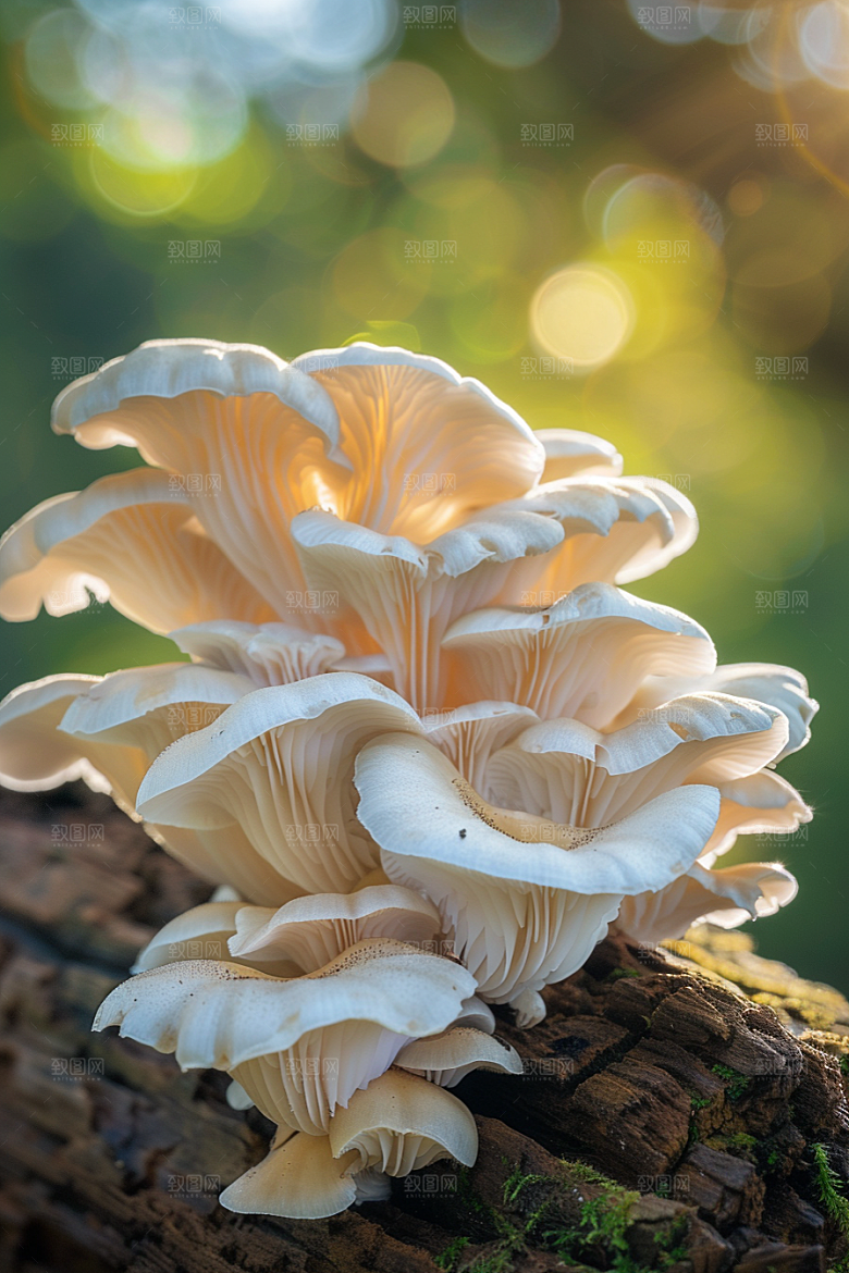 蘑菇菌子雨后摄影图