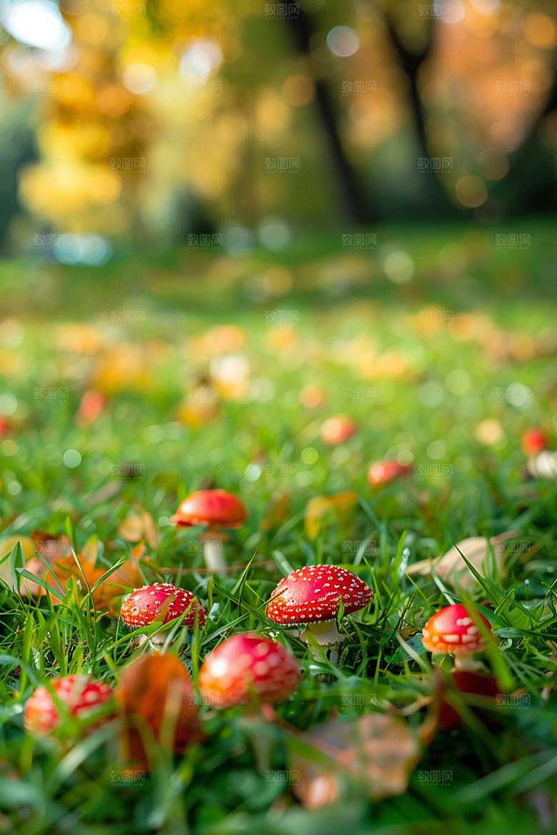 蘑菇鲜美雨后摄影图
