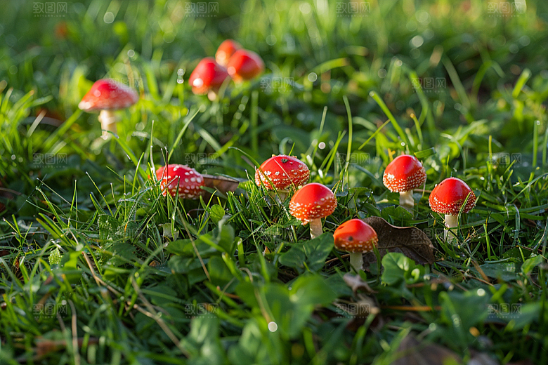 蘑菇菌菇鲜美摄影图