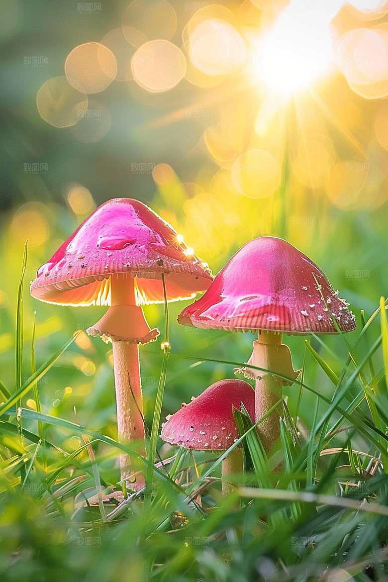 蘑菇云南高清摄影图