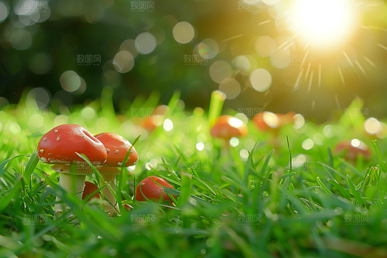 蘑菇雨后美味摄影图