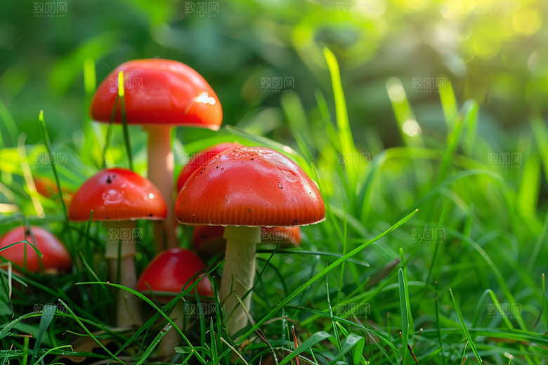 蘑菇山珍美味摄影图