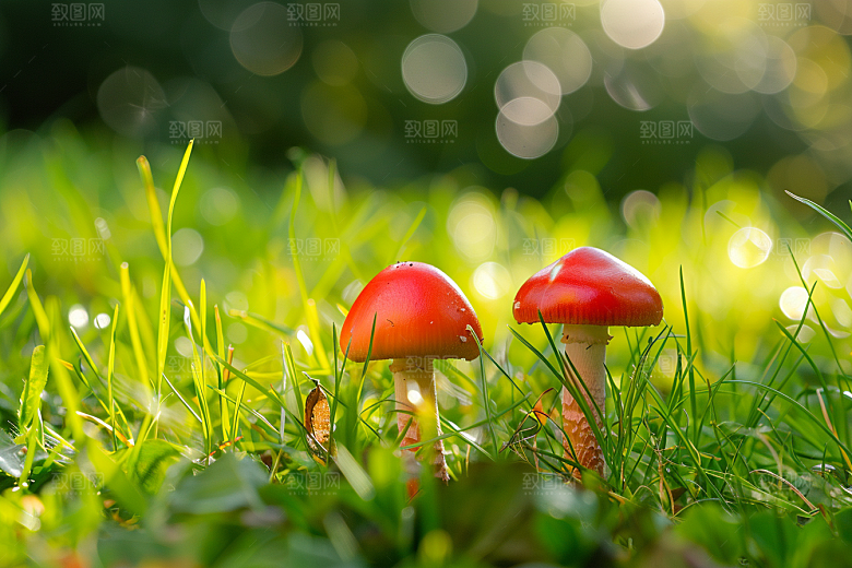 蘑菇清新山林摄影图