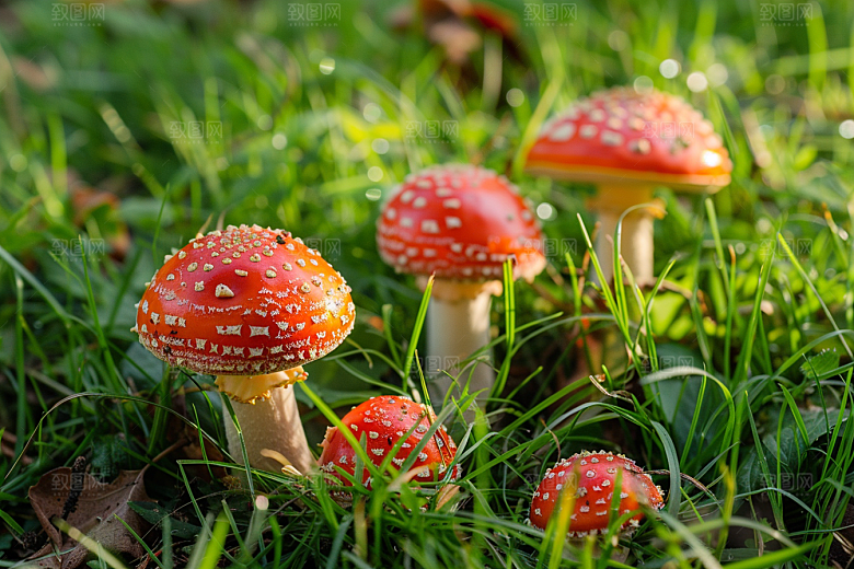 蘑菇山林山珍摄影图