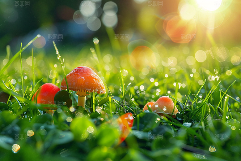 蘑菇清新食材摄影图