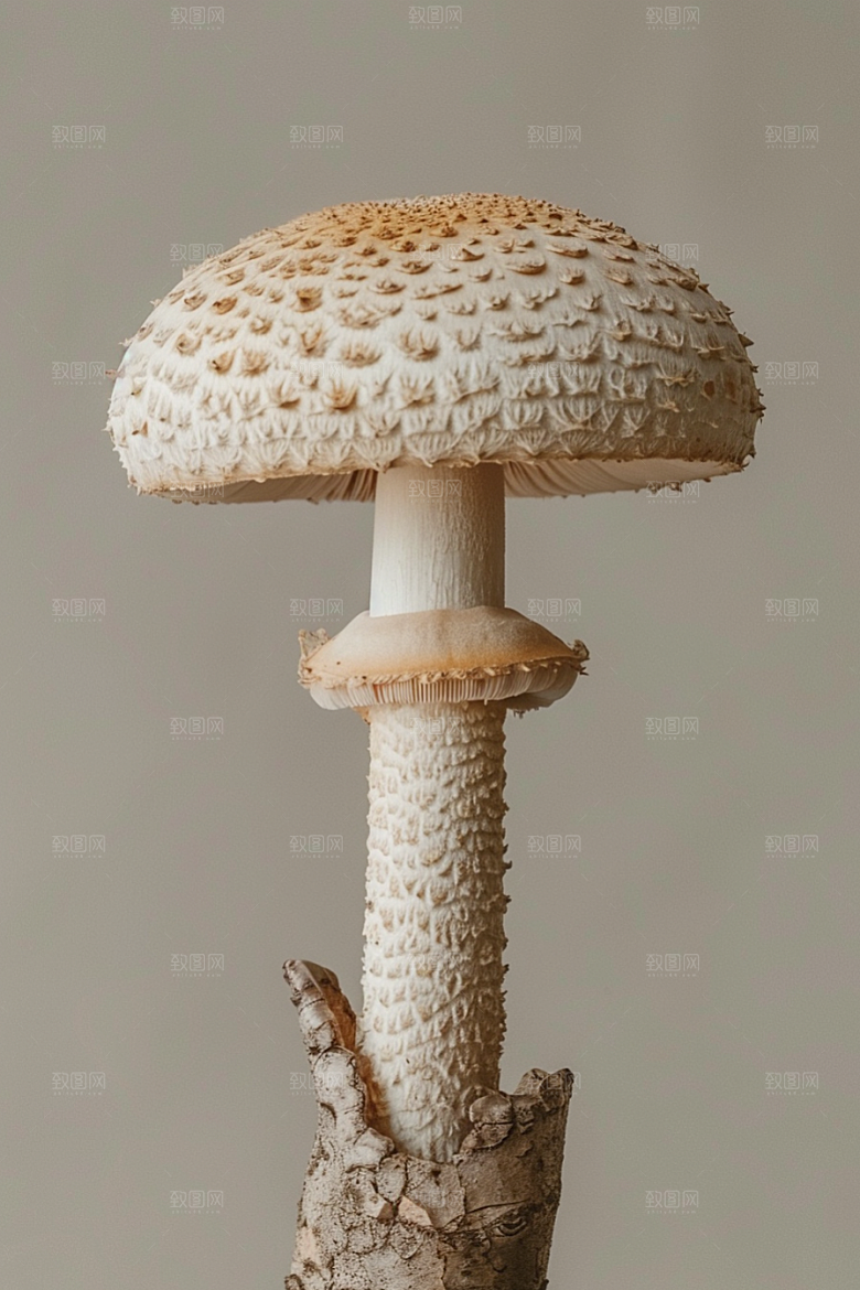 蘑菇云南山珍摄影图