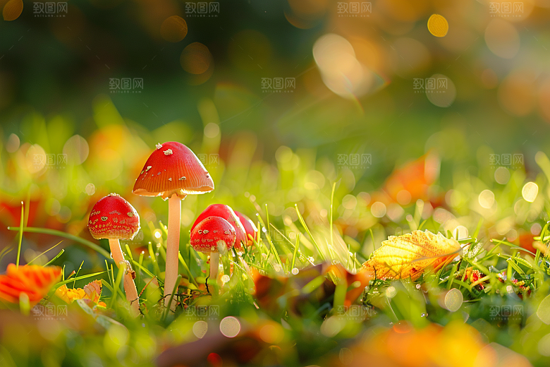 蘑菇雨后菌菇摄影图