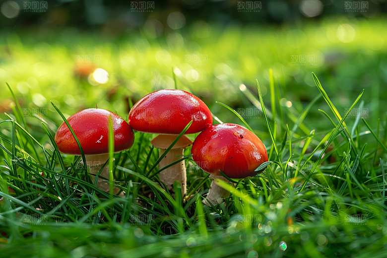 蘑菇山珍菌子摄影图