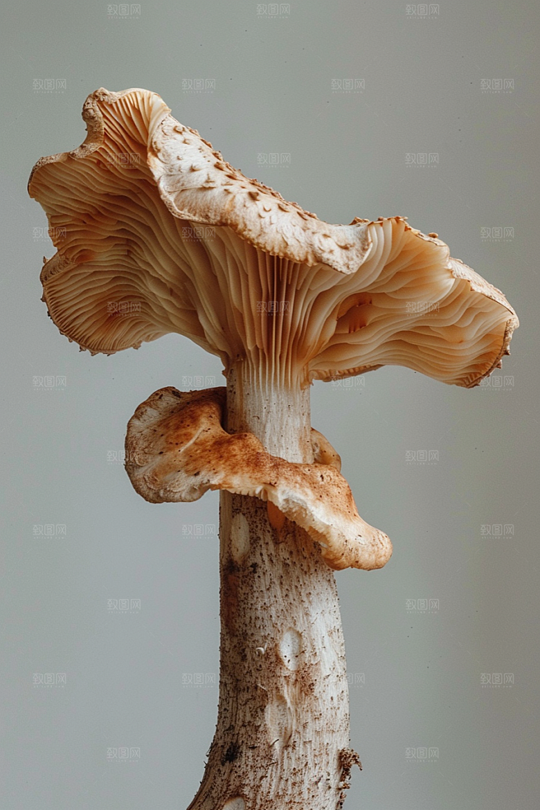 蘑菇菌子菌菇摄影图