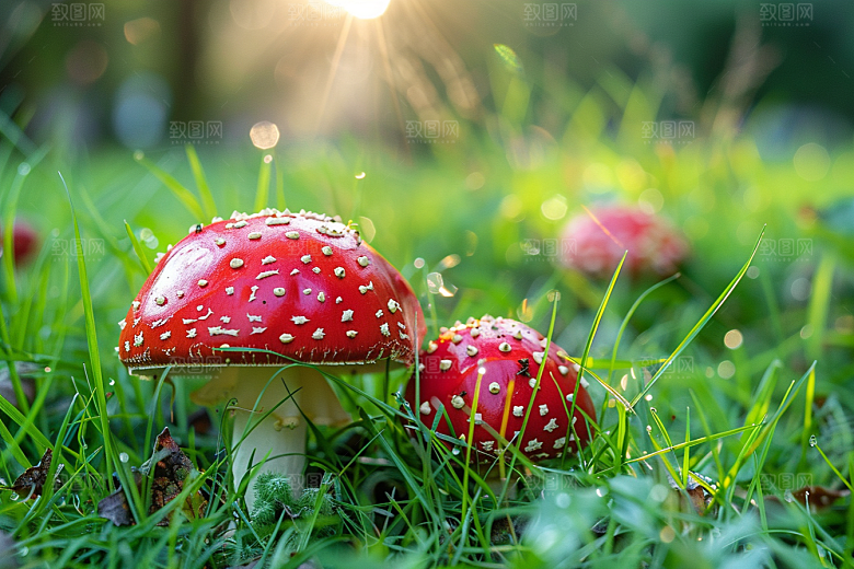 蘑菇菌子高清摄影图