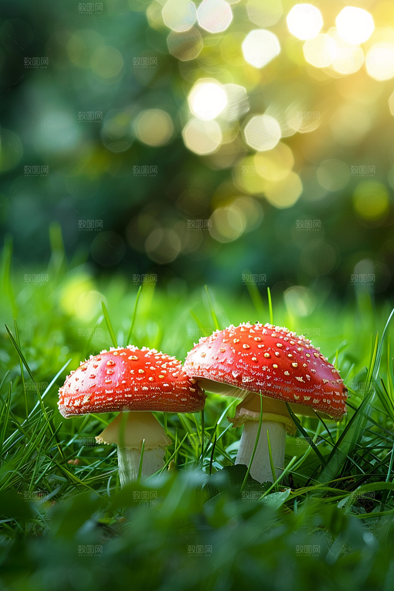 蘑菇雨后鲜美摄影图