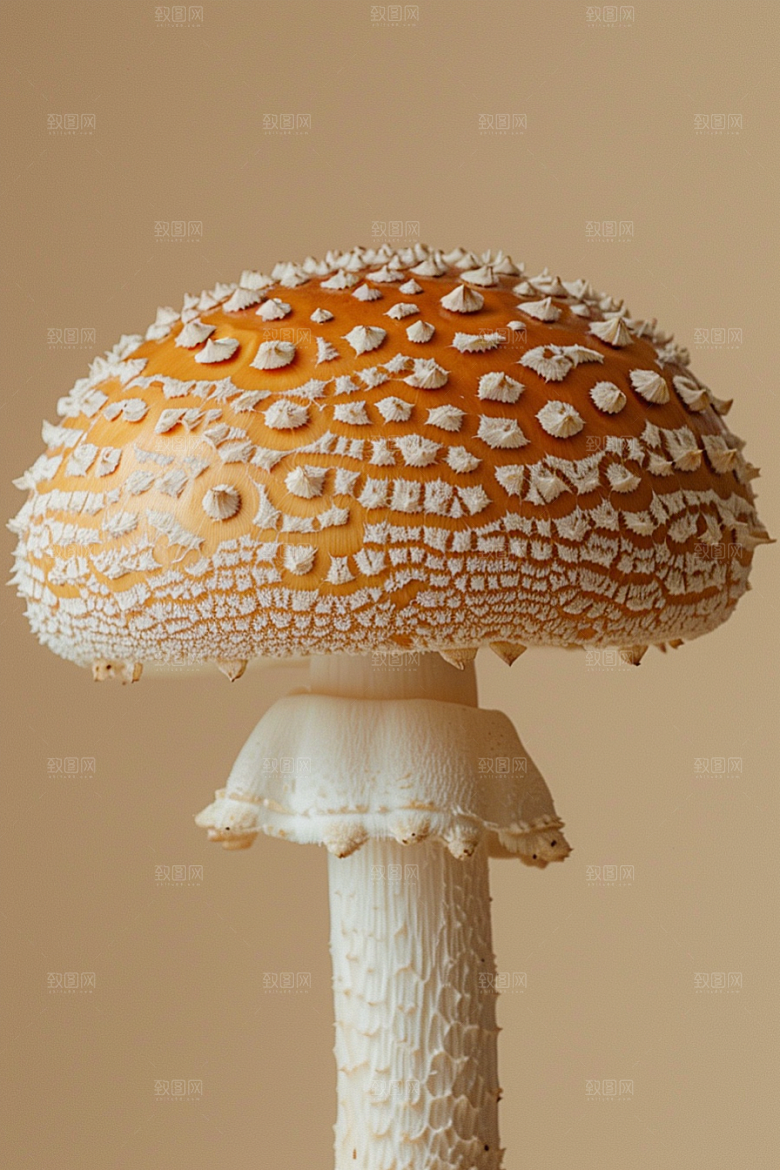 蘑菇山林菌子摄影图