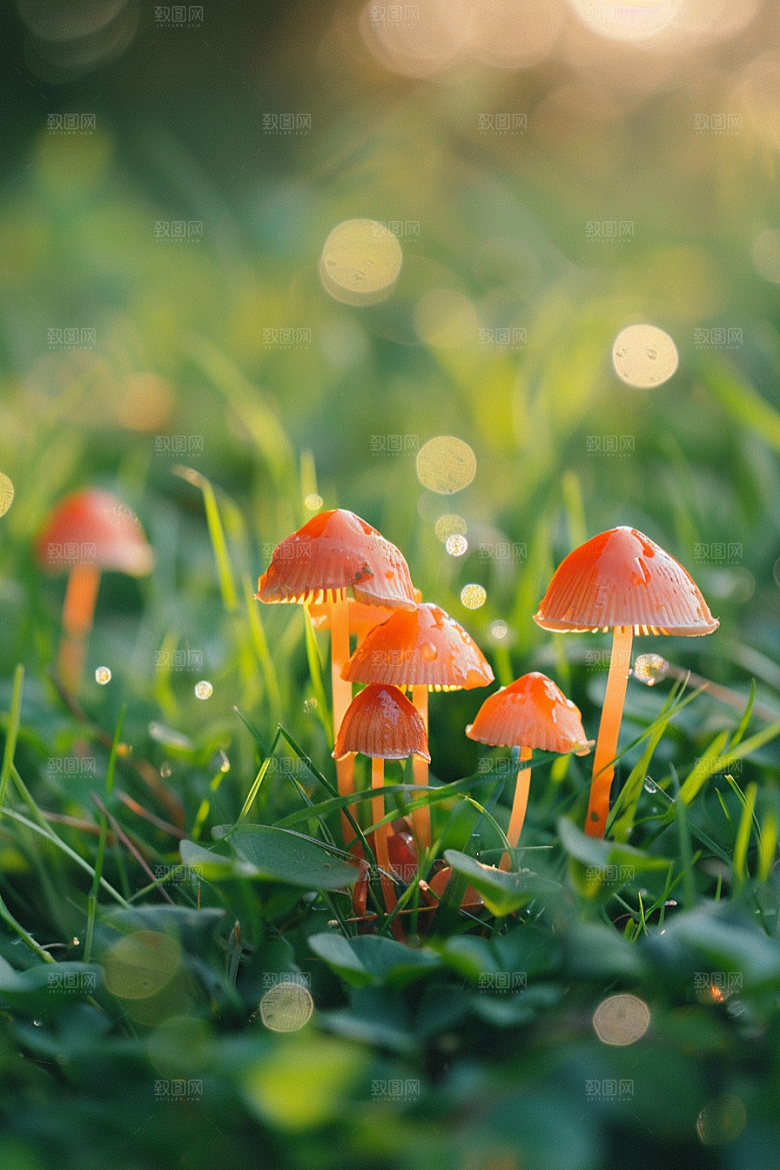 蘑菇雨后清新摄影图