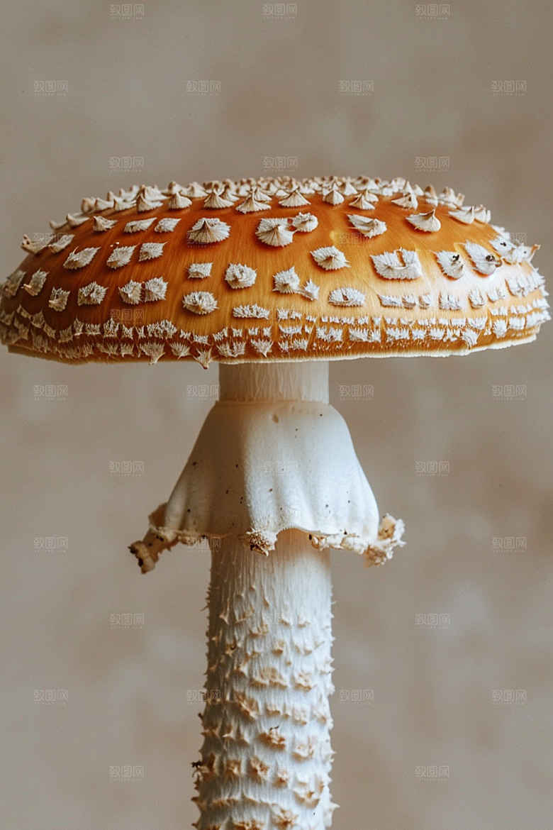 蘑菇菌菇山珍摄影图