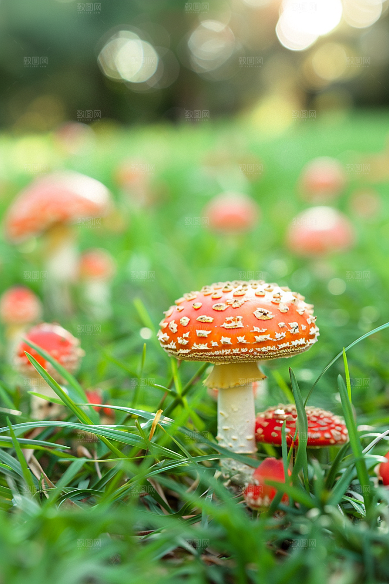 蘑菇鲜美山林摄影图