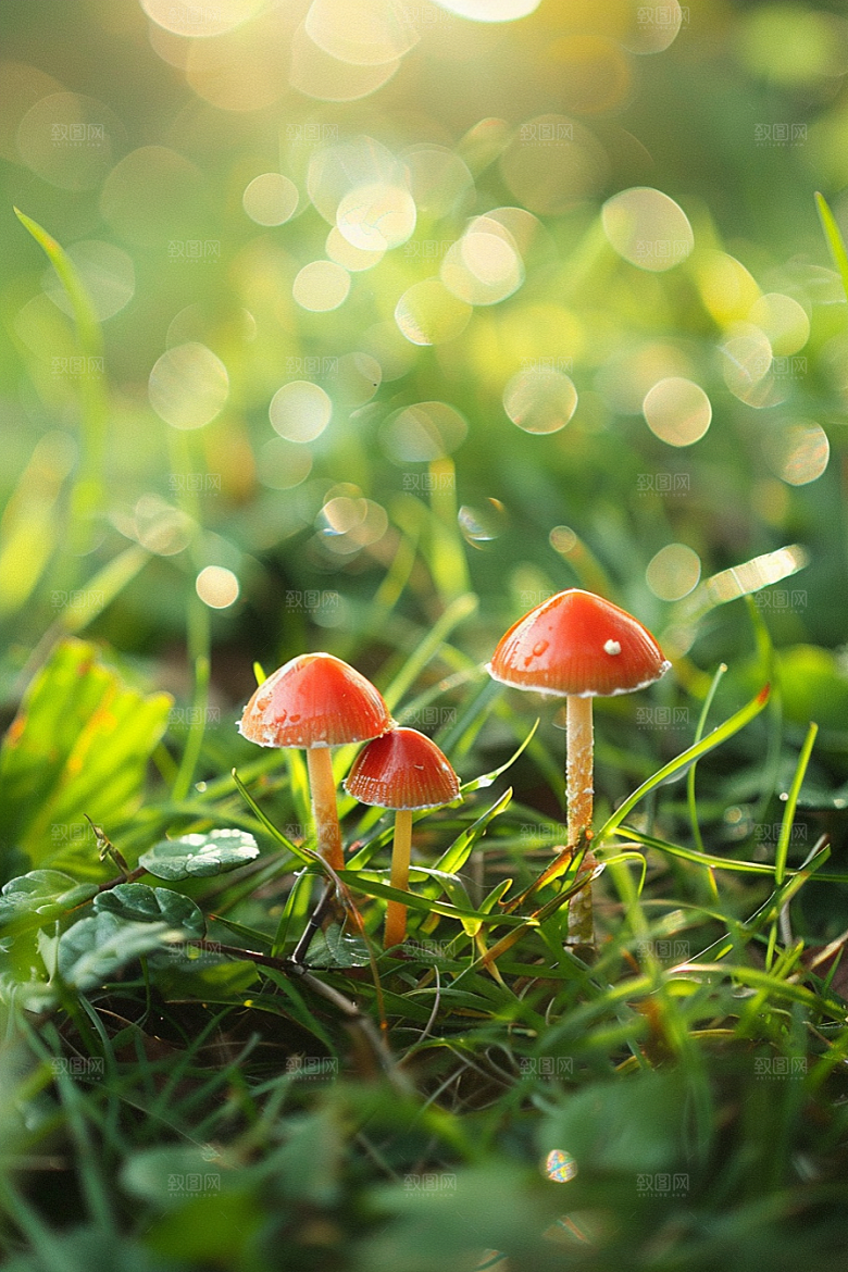 蘑菇高清自然摄影图