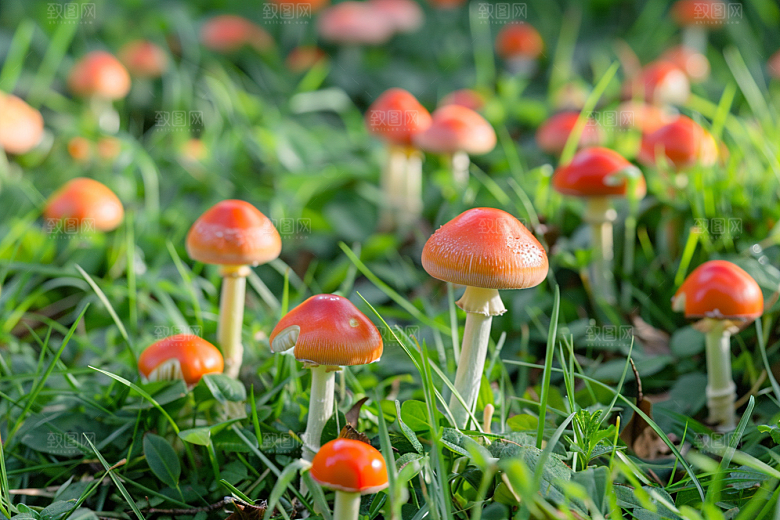 蘑菇雨后食材摄影图