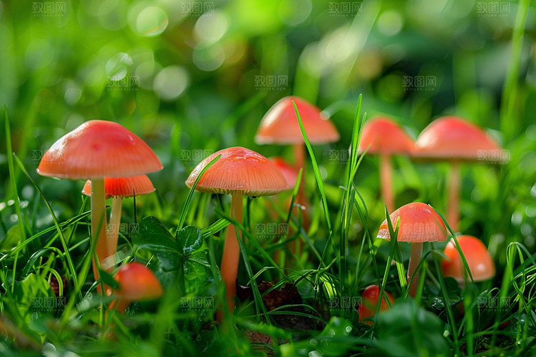 蘑菇山林食材摄影图