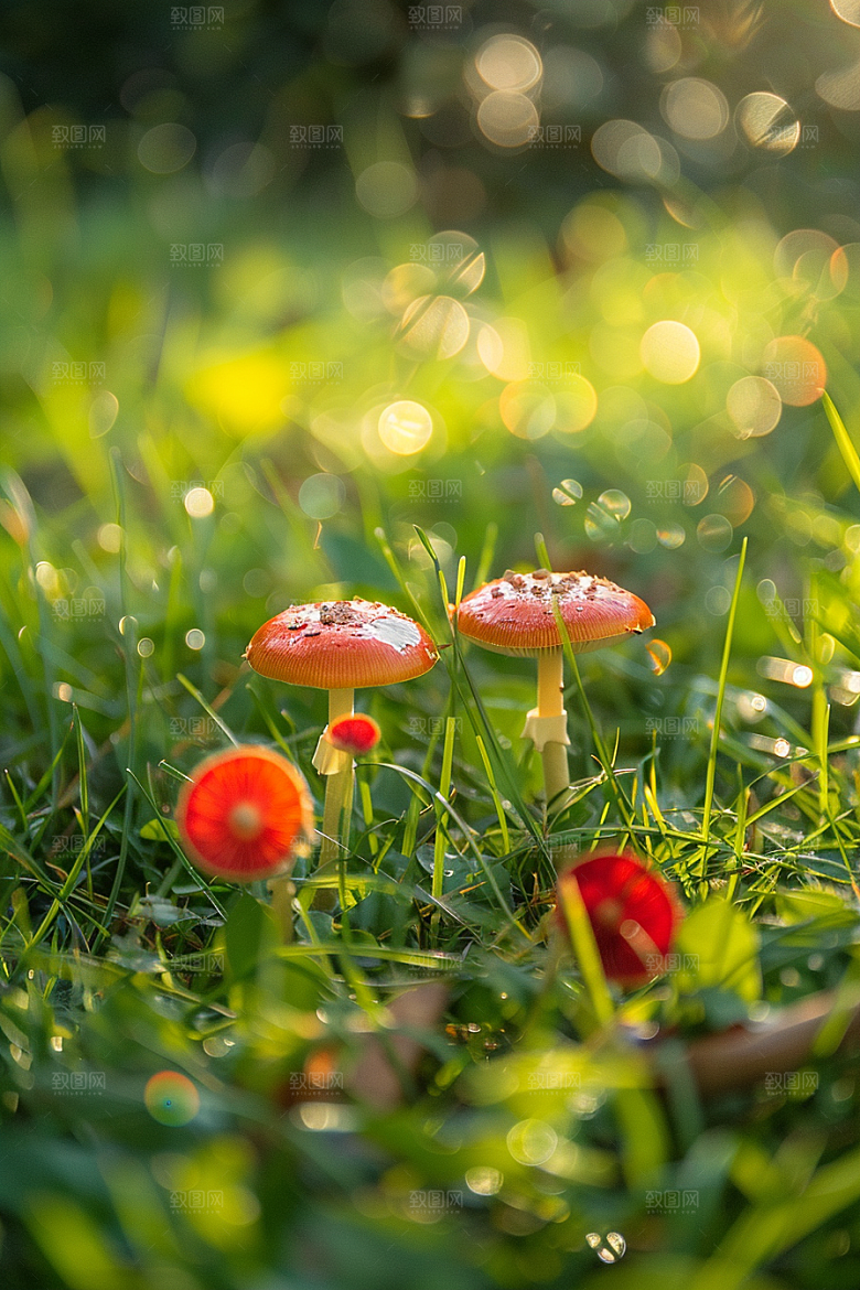 蘑菇高清雨后摄影图