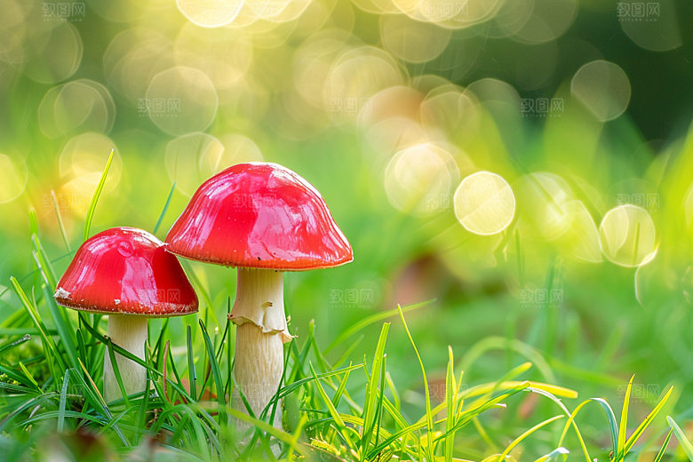蘑菇新鲜山林摄影图