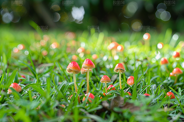 蘑菇菌菇高清摄影图