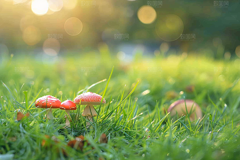 蘑菇树林菌子摄影图