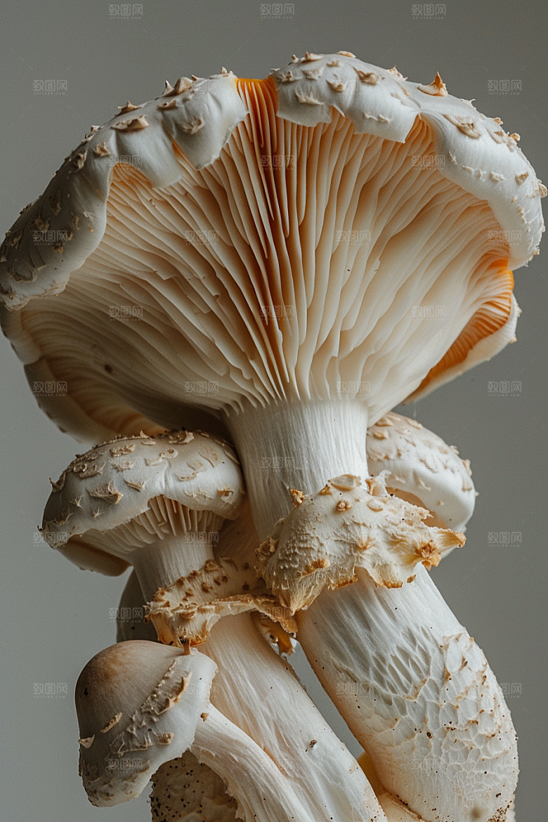 蘑菇美味云南摄影图