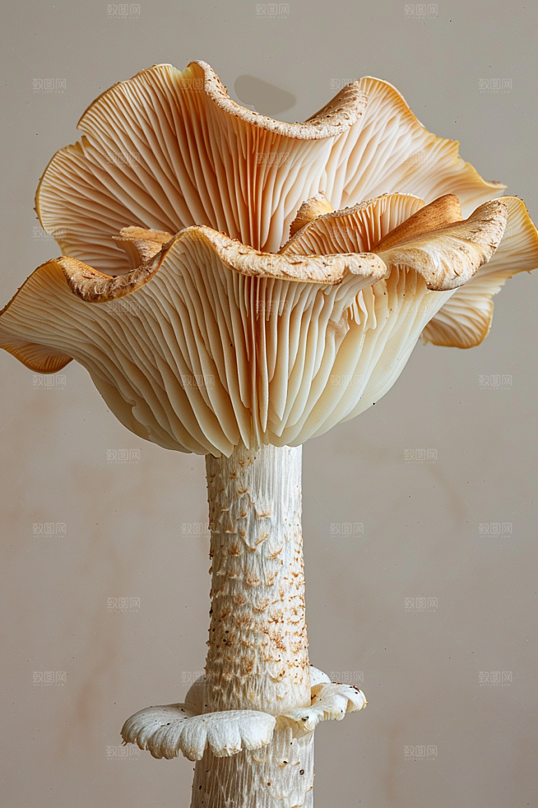 蘑菇山珍食材摄影图