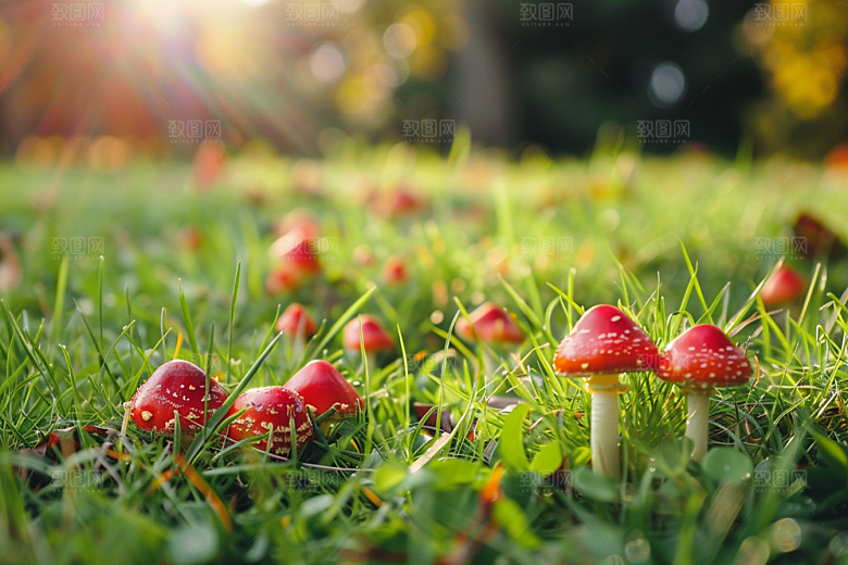 蘑菇自然新鲜摄影图