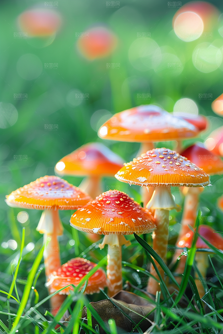 蘑菇雨后食材摄影图