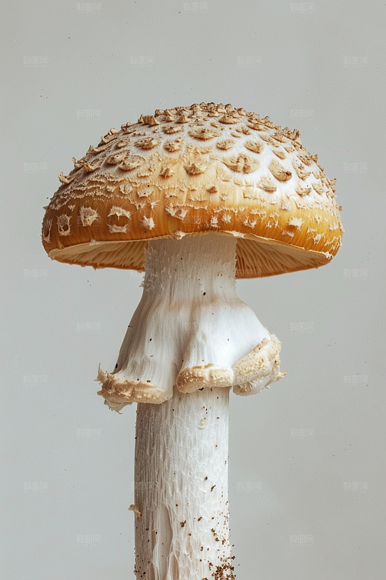蘑菇菌子菌菇摄影图