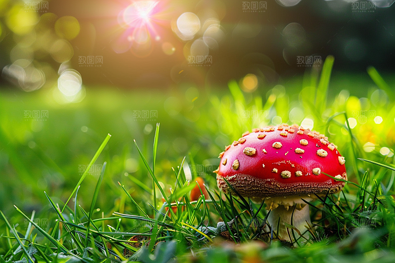 蘑菇食材新鲜摄影图