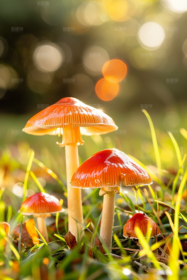 蘑菇山林食材摄影图