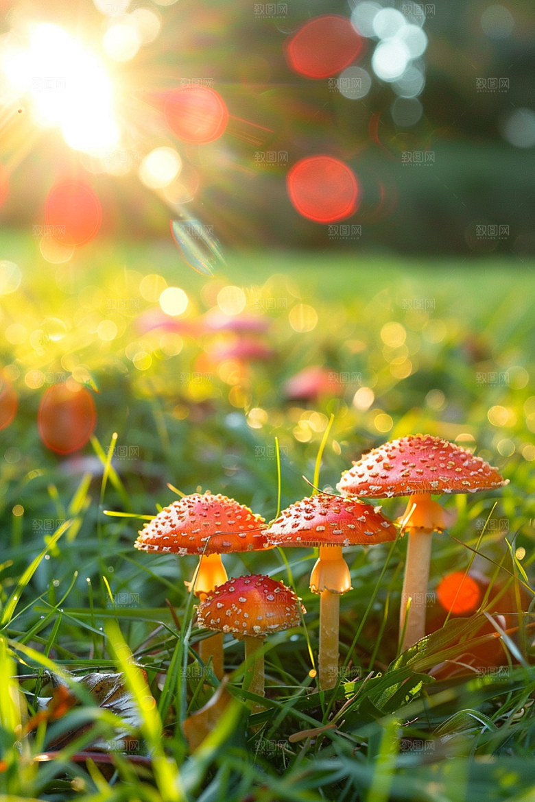 蘑菇菌子山林摄影图