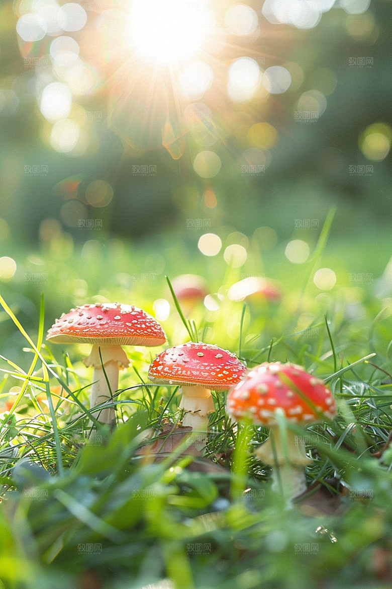 蘑菇山珍雨后摄影图